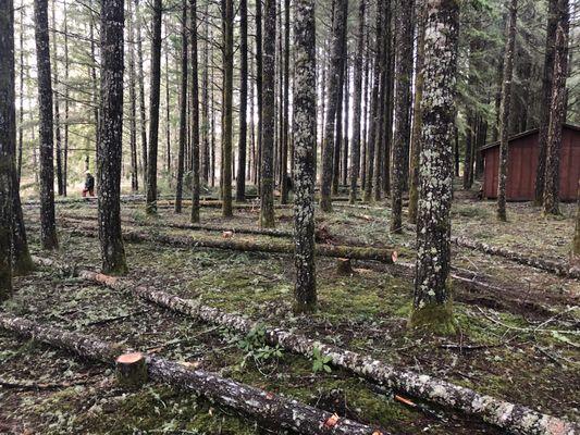 107 trees cut in one day.