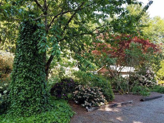 Lots of eye candy colors.  Some of the rhodies are more than 40 years old.