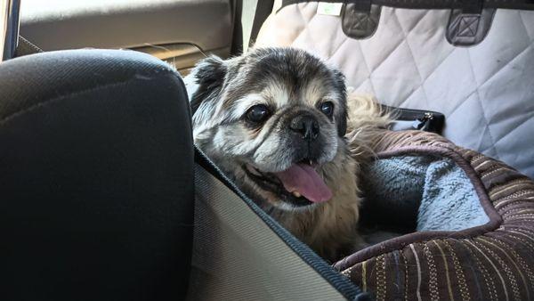 Our elderly pug mix needed a cut.