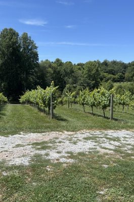 Vinyards