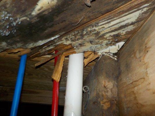 The Home Inspector discovered moisture damage and mold in this Clanton crawlspace.