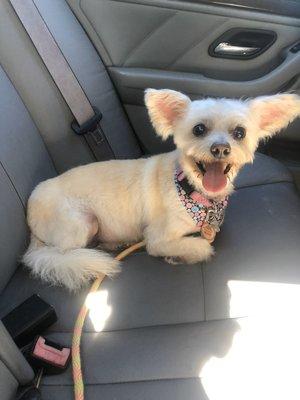 This is Esperonza aka Espe. She just got back from the groomer and feels so pretty.