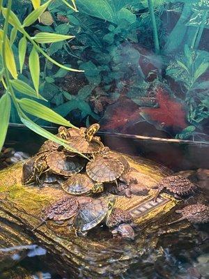 Turtles overcrowded and very sickly