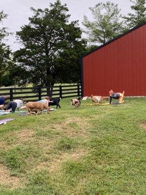 Goats:  Hello okay so you are on our level now!  How can we help.