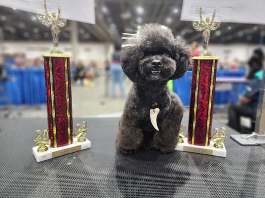 Jaceys dog Hendrix and two of many trophies win together