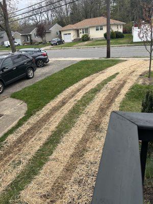 Tire treads through my freshly seeded front yard