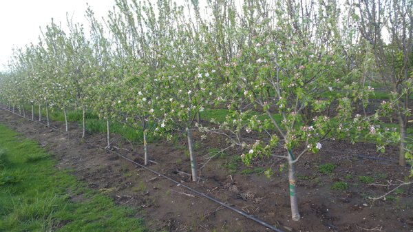 Meyer Nursery & Orchards