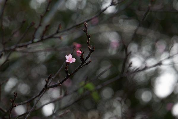 01.03.2023 - First cherry blossoms of the year (Cross the foot bridge in the parking lot)