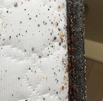 Bed bug infestation