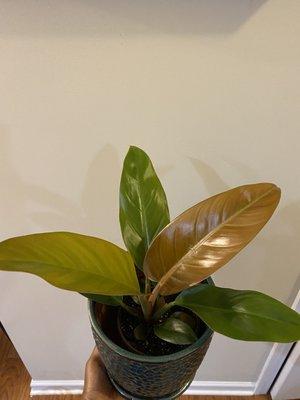 Philodendron Imperial Red