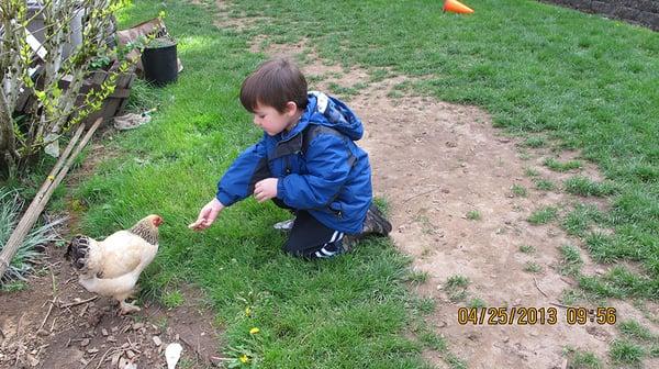 Feeding The Chickens