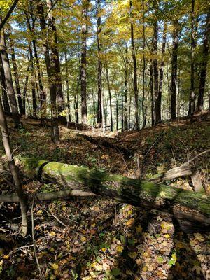 Hidden falls trail at Kinnickinnick state park