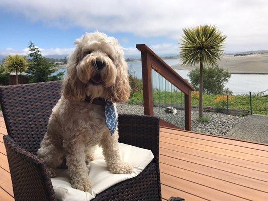 Well groomed and dressed gentlepup.