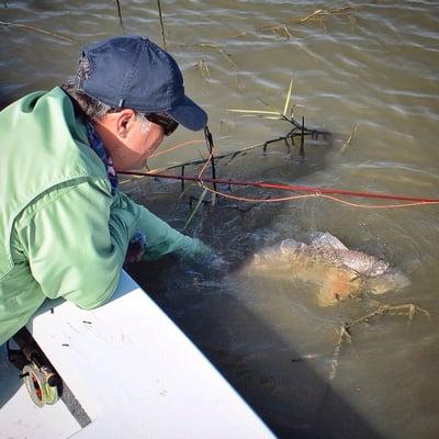 Fly angler releasing a nice redfish.