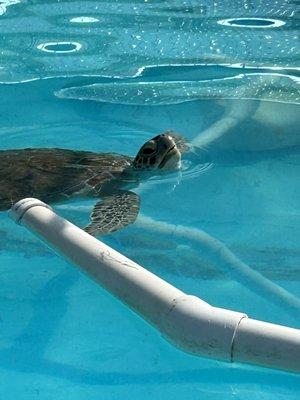 Rehabbing sea turtle