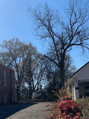 60' Pecan Trees being removed