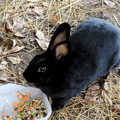 Mr. Bunny enjoys breakfast provided by Joanne.