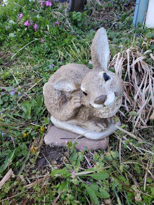 Scratching bunny