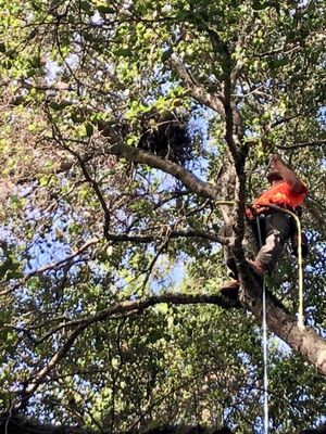 Climbing up to check out the nest to put the fledgling back.