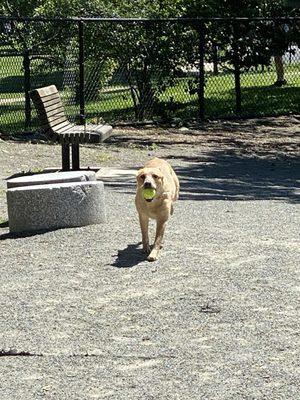 Dahlia learned how to play fetch today