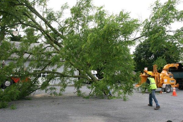 Cranebrook Tree Service & Mulch