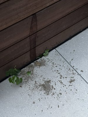 Vomit on my terrace