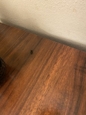 Dead bug on the desk