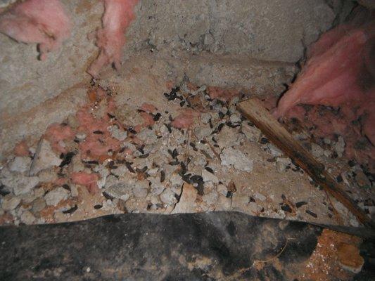 rodent droppings in a crawl space