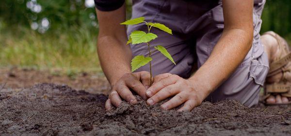 Frontline Tree Services and Landscaping LLC