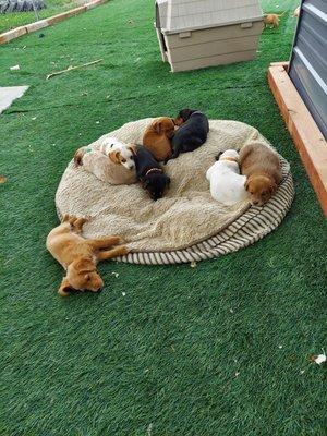 Pile of puppies