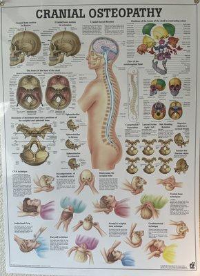 CranialSacral Information and Techniques. Great for Stroke Clients and Trauma Release