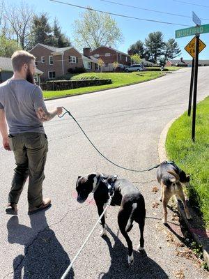 Austin is walking senior Mack and Courtney is walking puppy at heart, Willie for a daily walk.