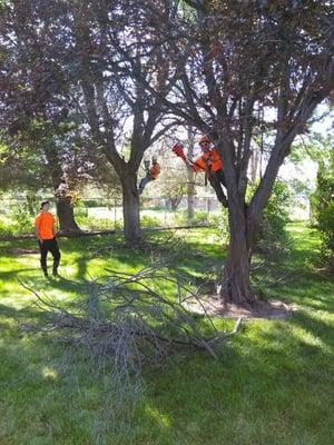 Double time, removing a fruit tree and black locus.