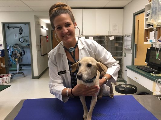 Tyler the dog receiving an exam from Dr. Lough.