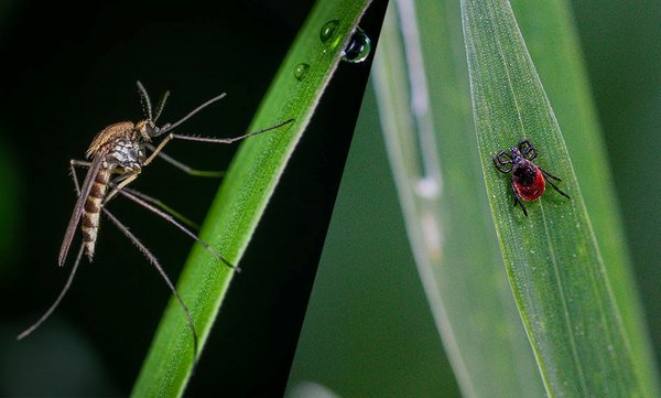 All Natural Mosquito / Tick Control