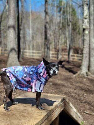 Barks and Tails Dog Park