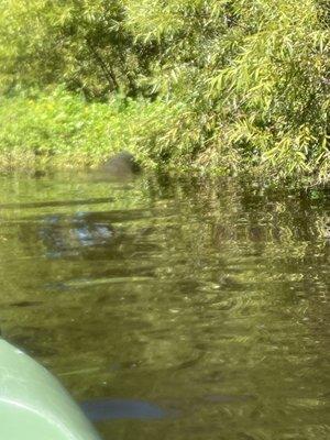 Manatee eating from bank