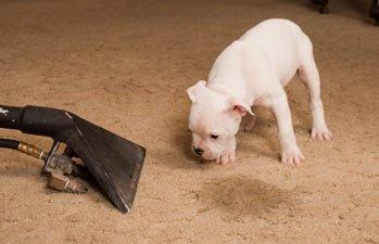 Biohazard PRO pet stain and pet odor removal services