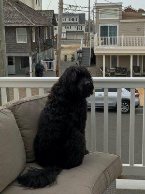 My very shaggy, matted Goldendoodle Finn.