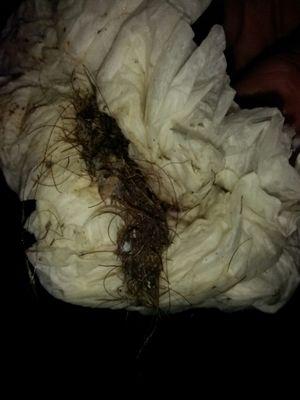 This was the hair I found in the master bathroom sink, there was much much more hair; same with the bathroom tub.