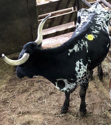 Longhorn cow