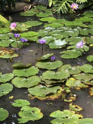 Ken's Home and Pond Experts