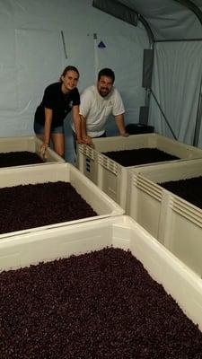 Punch downs on the grapes