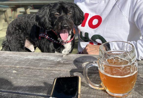 The pup eyeing a Blood Orange Wheat !