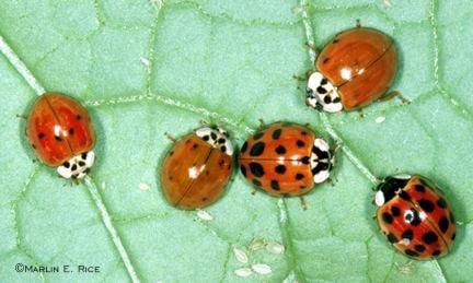 Multicolored Asian Lady Beetle