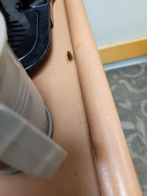 I took these pictures of roaches on the beverage cart/coffee cart in the hallway of resident rooms.