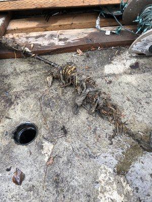 Main line sewer root intrusion Brentwood California