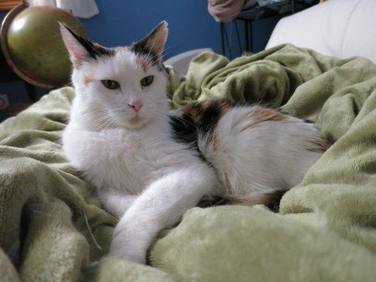 Viola (ViVi!) is relaxing on our futon here, but she's a true lap kitty and ready to help with whatever computer project I might have going!