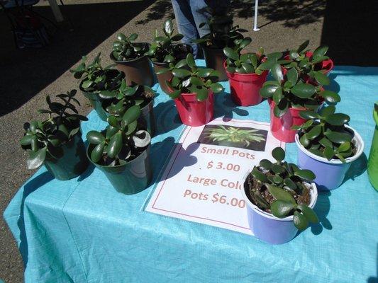 Jade succulent house plants.