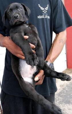 Black Cane Corso Puppy